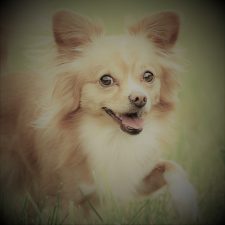 I professionisti dell’Allevamento di Chihuahua illustrano le Caratteristiche di questa razza
