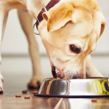Cosa dare da mangiare al cane che sia dannoso per lui