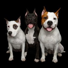 Cosa non fare con un Amstaff: Segui i suggerimenti del Titolare di Allevamento